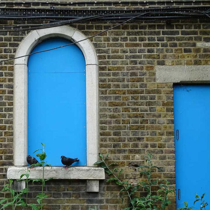 Derelict buildings, London - pigeons overlook the overgrowth, as the space reclaims its place in urban ecology.