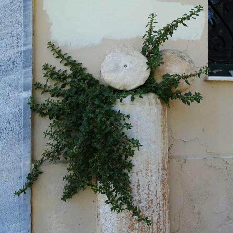 Concrete post, Athens - nature breaks through regardless, showing its resilience as it softens the man-made structures in the city
