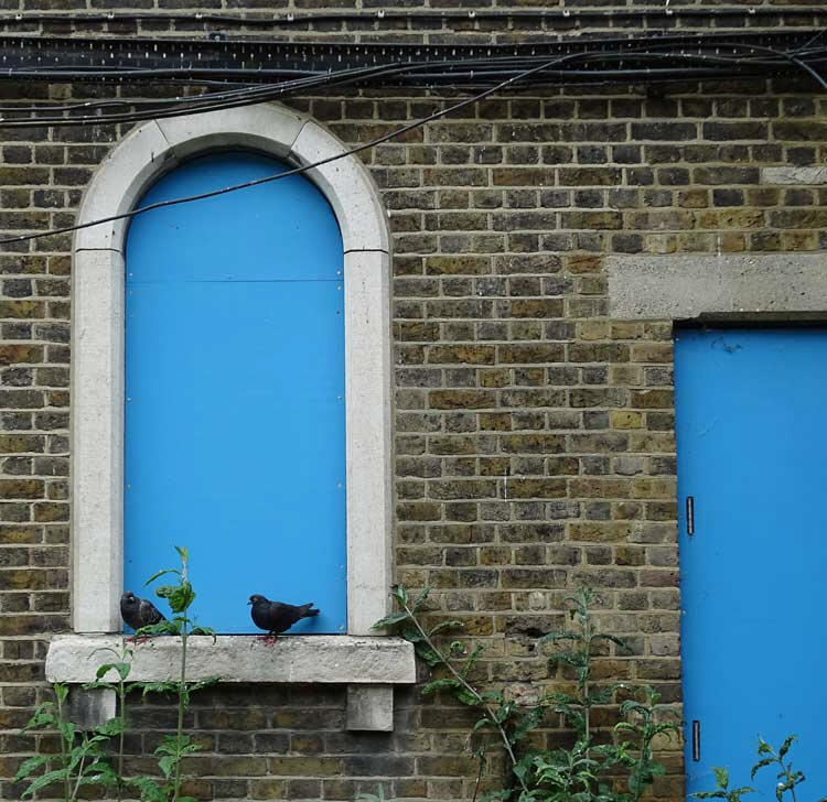 Derelict buildings, London -pigeons overlook the overgrowth, as the space reclaims its place in urban ecology.